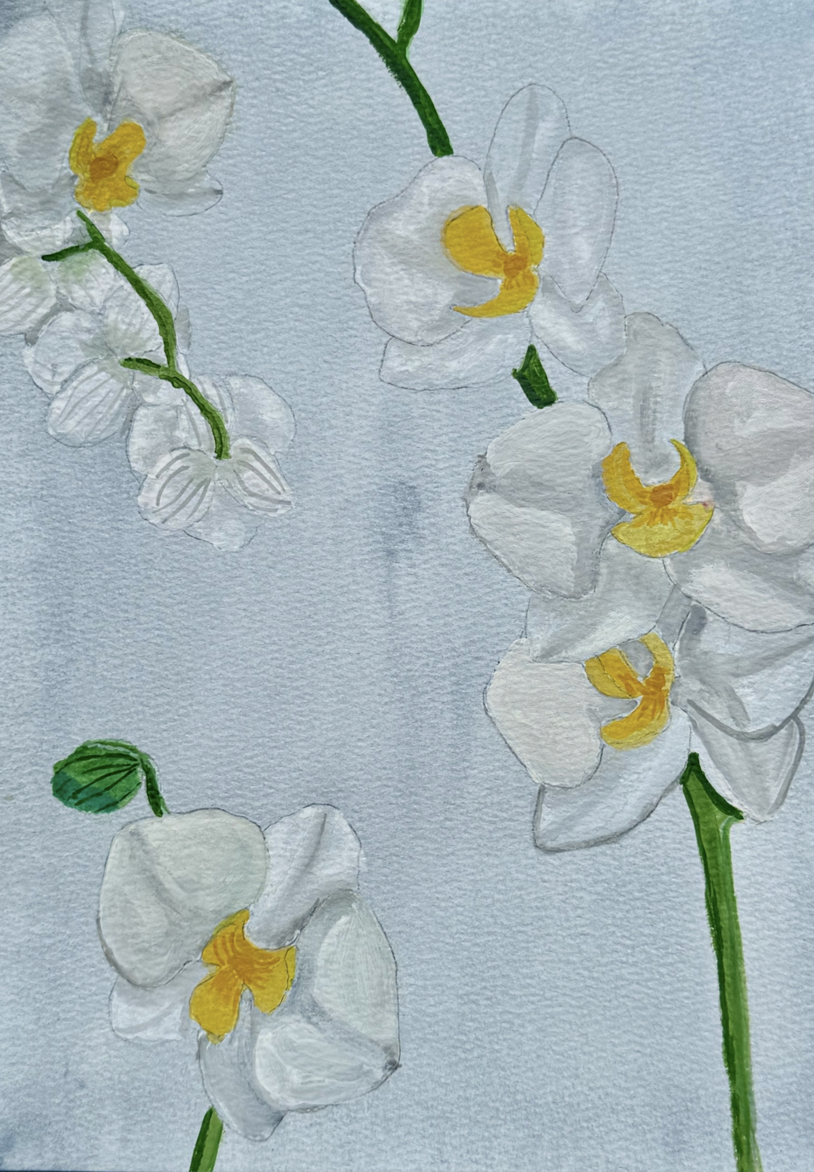 Orchid 8x10 Original Watercolor Painting