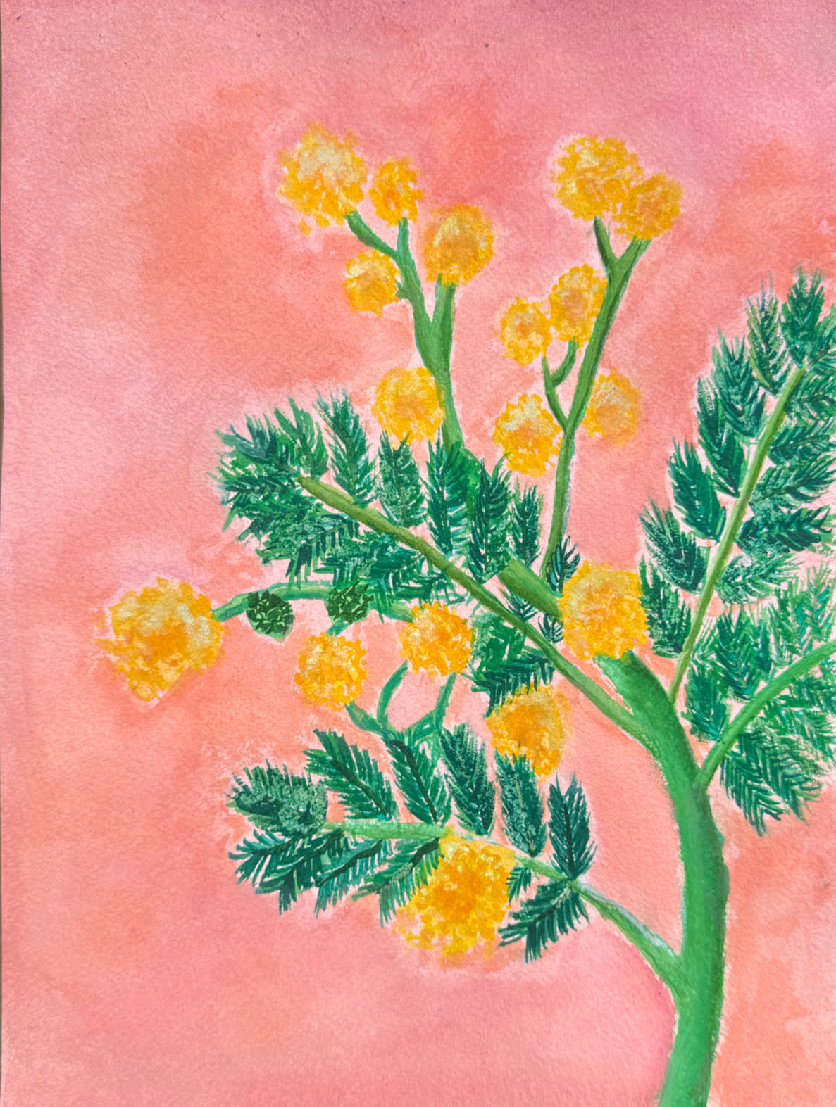 Yellow Acacia Print