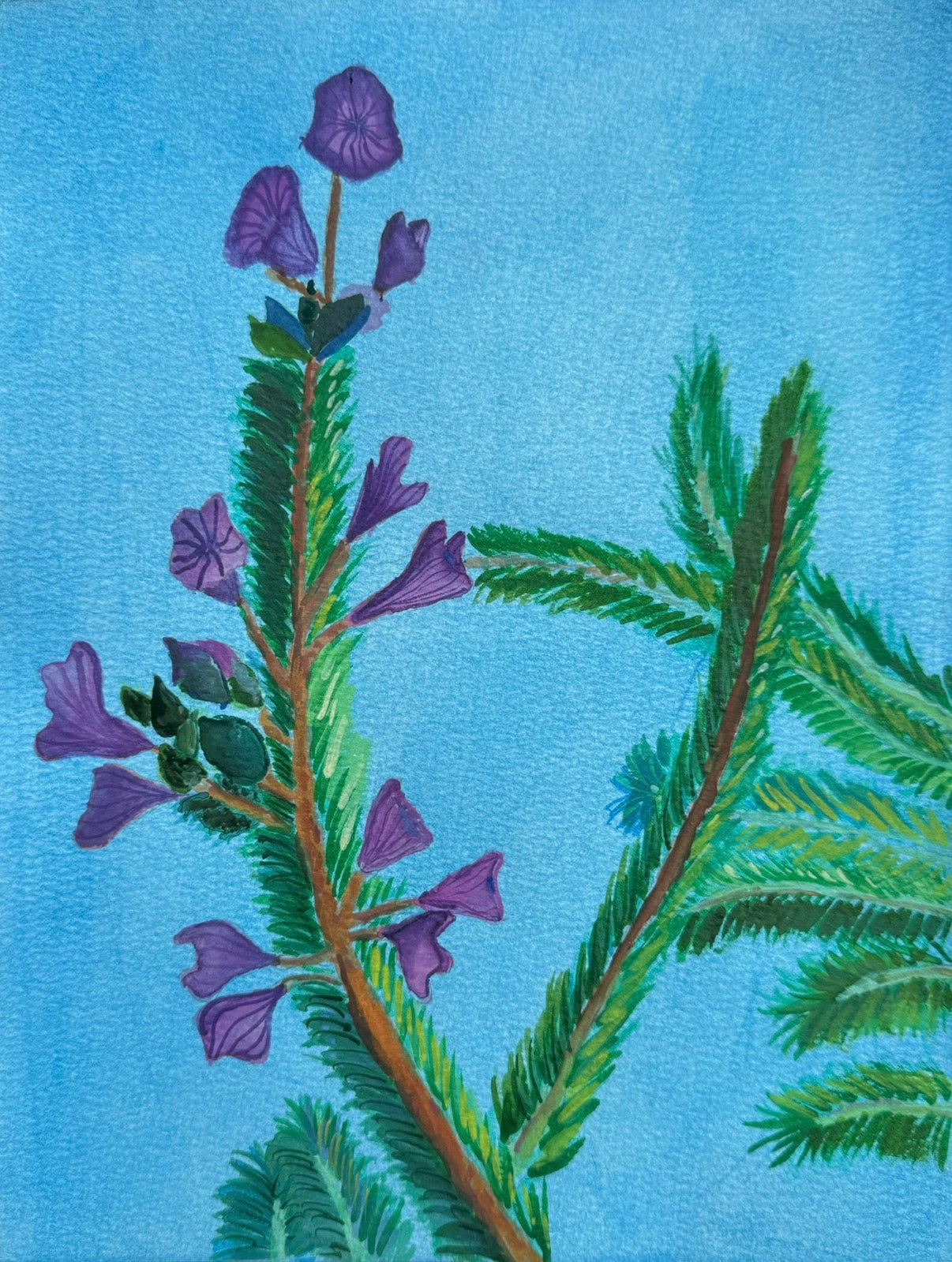 A bundle of the rosemerry herb growing, the centered rosemerry is in bloom with purple flowers. All set on a bright blue background